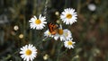 Colored butterfly sits on chamomile flower Royalty Free Stock Photo