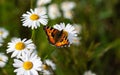 Colored butterfly sits on chamomile flower Royalty Free Stock Photo