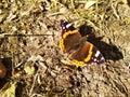 Colored butterfly sitting on the ground in the bright rays of the sun. beautiful insects with colored wings Royalty Free Stock Photo