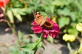 Colored butterfly wings. insect on a pink flower, sunny day, bright colors.