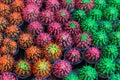 Colored cacti in flower pots. Abstract creative cactus background. Plants for home decoration concept Royalty Free Stock Photo