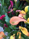 Colored Calla Lilies Royalty Free Stock Photo