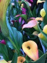 Colored Calla Lilies Royalty Free Stock Photo