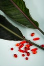 Colored capsules out of cover. Colored capsules with a simple background next to flower leaves or a round stone.