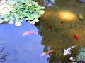 Colored carp and goldfish swimming in the water Royalty Free Stock Photo