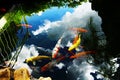 Colored carp swimming. Royalty Free Stock Photo