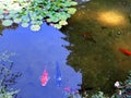 Colored carp swimming in the water, between light and shadow Royalty Free Stock Photo