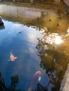 Colored carpes in Nara Japan. Goup of koi fishes in water pool in Nara Japan Royalty Free Stock Photo