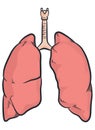 Human Lungs Organ Respiratory Body Parts