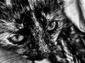Colored cat in black and white in ukraine Royalty Free Stock Photo