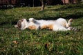 Colored cat lies on its back and moves its paws in its sleep as if it were swimming. Warm up before exercise. Morning yoga. Basic