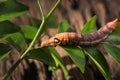 Colored caterpillar or Brown worm, Daphnis nerii eating leaf. Royalty Free Stock Photo