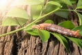 Colored caterpillar or Brown worm, Daphnis nerii eating leaf Royalty Free Stock Photo