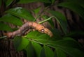 Colored caterpillar or Brown worm, Daphnis nerii eating leaf. Royalty Free Stock Photo