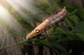 Colored caterpillar or Brown worm, Daphnis nerii eating leaf Royalty Free Stock Photo