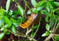 Colored caterpillar or Brown worm Royalty Free Stock Photo