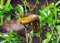 Colored caterpillar or Brown worm Royalty Free Stock Photo