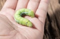 Colored caterpillar or green worm in hand. Royalty Free Stock Photo