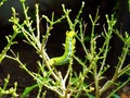 Colored caterpillar or green worm on the plant Royalty Free Stock Photo