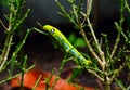 Colored caterpillar or green worm on the plant Royalty Free Stock Photo