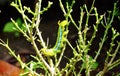 Colored caterpillar or green worm on the plant Royalty Free Stock Photo