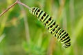 Colored caterpillar Royalty Free Stock Photo