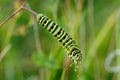 Colored caterpillar Royalty Free Stock Photo