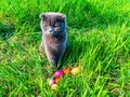 Colored chicken Easter eggs and gray cat on green grass. Royalty Free Stock Photo