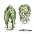 Colored Chinese Cabbage in sketch style