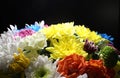 Multicolored Flowers Over Black Background Side View Macro Shot Stock Photo Royalty Free Stock Photo