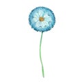 Colored cian watercolor dandelion with seeds parachutes and a green stalk. Hand drawn Wild flower on a white background. Design