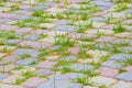 Colored concrete flooring block assembled on a substrate of sand with grass - type of flooring permeable to rain water Royalty Free Stock Photo
