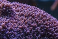 Colored corals in a marine aquarium. macro photography Royalty Free Stock Photo