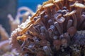 Colored corals in a marine aquarium. macro photography Royalty Free Stock Photo
