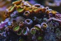 Colored corals in a marine aquarium. macro photography Royalty Free Stock Photo