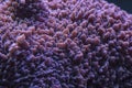 Colored corals in a marine aquarium. macro photography Royalty Free Stock Photo