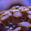 Colored corals in a marine aquarium. macro photography Royalty Free Stock Photo