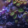 Colored corals in a marine aquarium. macro photography Royalty Free Stock Photo