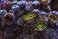 Colored corals in a marine aquarium. macro photography Royalty Free Stock Photo