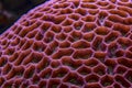 Colored corals in a marine aquarium. macro photography Royalty Free Stock Photo