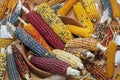 Colored corn cobs