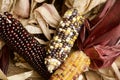 Colored Corn makes for a Beautiful Fall Display. Royalty Free Stock Photo