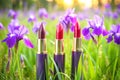 Three colored cosmetic lipsticks on a green meadow, purple Iris flowers Royalty Free Stock Photo