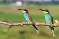 Colored couple European bee-eater sitting on a branch green background