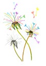 A colored dandelion is drawn with watercolor pencils. Watercolor fullcolor flower