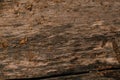 Colored dark wood fiber texture close up Royalty Free Stock Photo