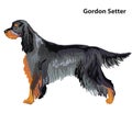 Colored decorative portrait of Dog Gordon Setter vector illustration Royalty Free Stock Photo