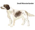 Colored decorative portrait of Small Munsterlander Dog vector illustration