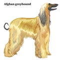 Colored decorative standing portrait of Afghan greyhound vector