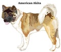 Colored decorative standing portrait of american akita vector il